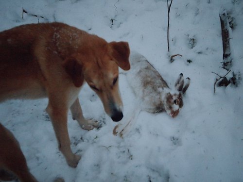 Тумак.Вес 4.8кг. 2005 год.